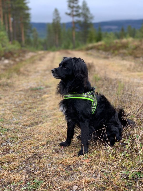 Neon hundesele med refleks og padding