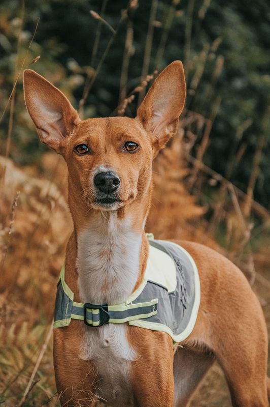 Xtreme Refleksvest for hund