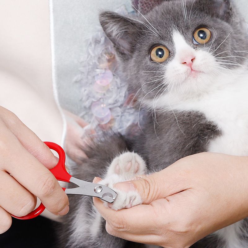 Klosaks for katt og liten hund