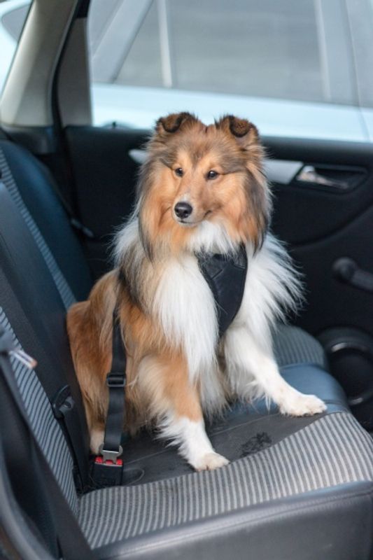 Bilsele og sikkerhetsbelte for hund i bil