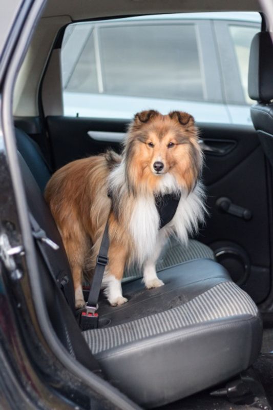 Bilsele og sikkerhetsbelte for hund i bil
