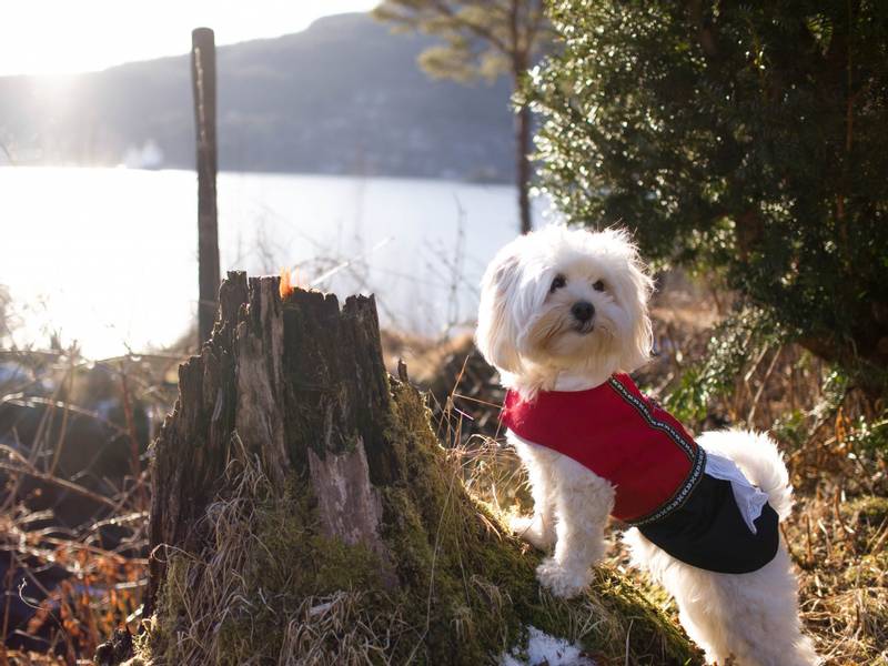 Bunad til hund, hardanger - tispe