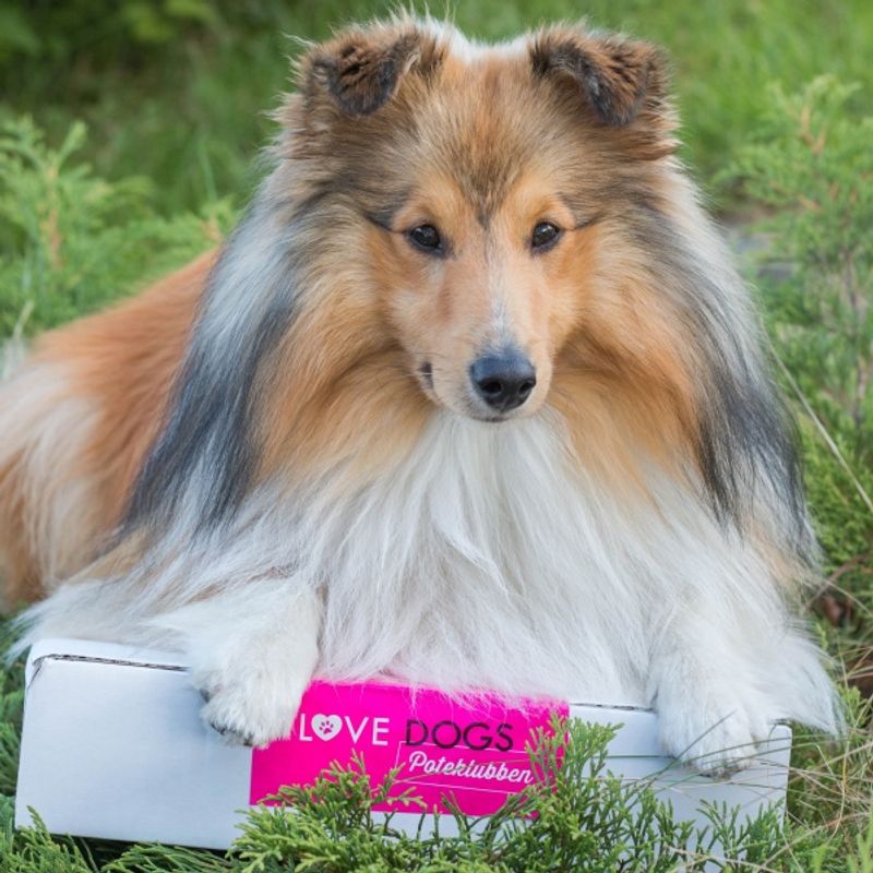Poteklubben Forundringspakke Hund