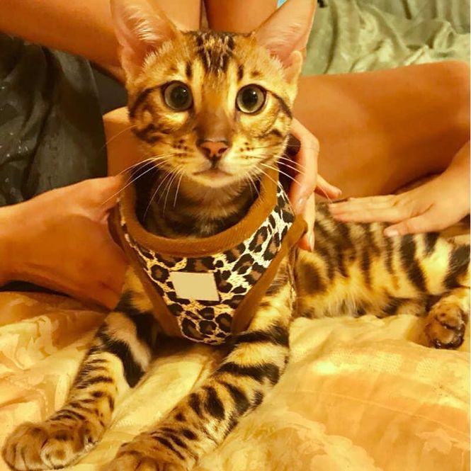 Hovedbilde Leopard step-in hundesele