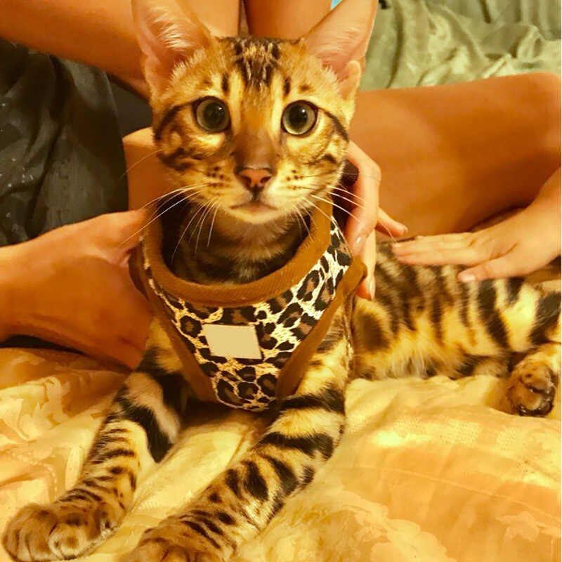 Leopard step-in hundesele