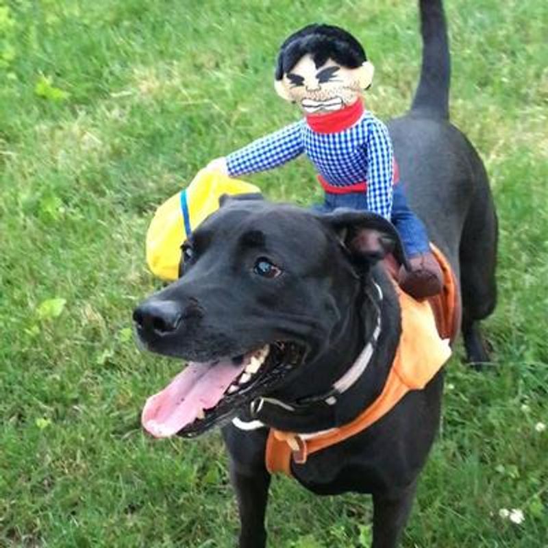 Cowboy hundekostyme