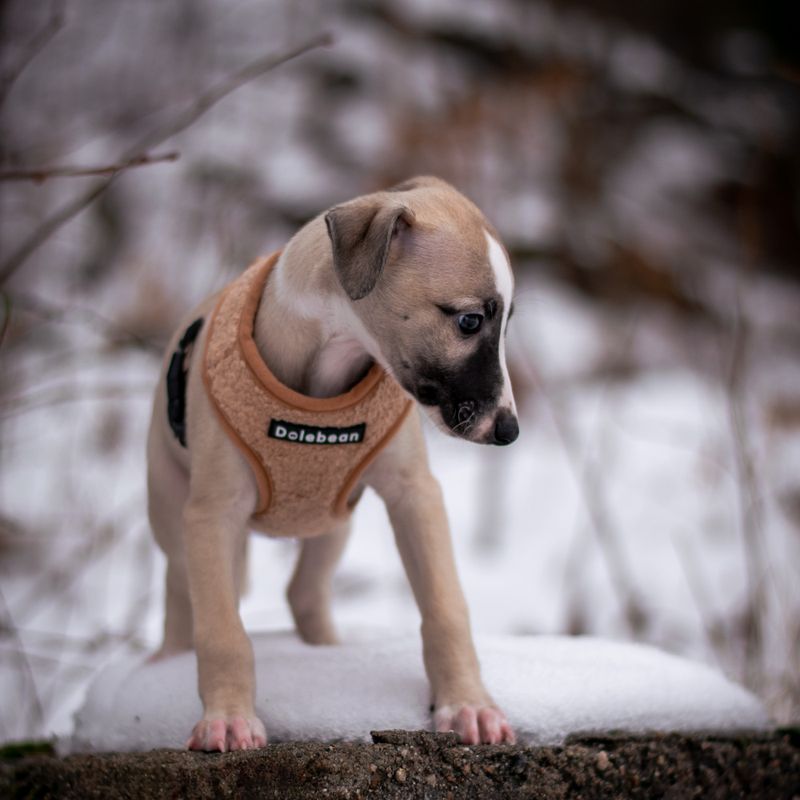 Beige Teddy hunde- og kattesele