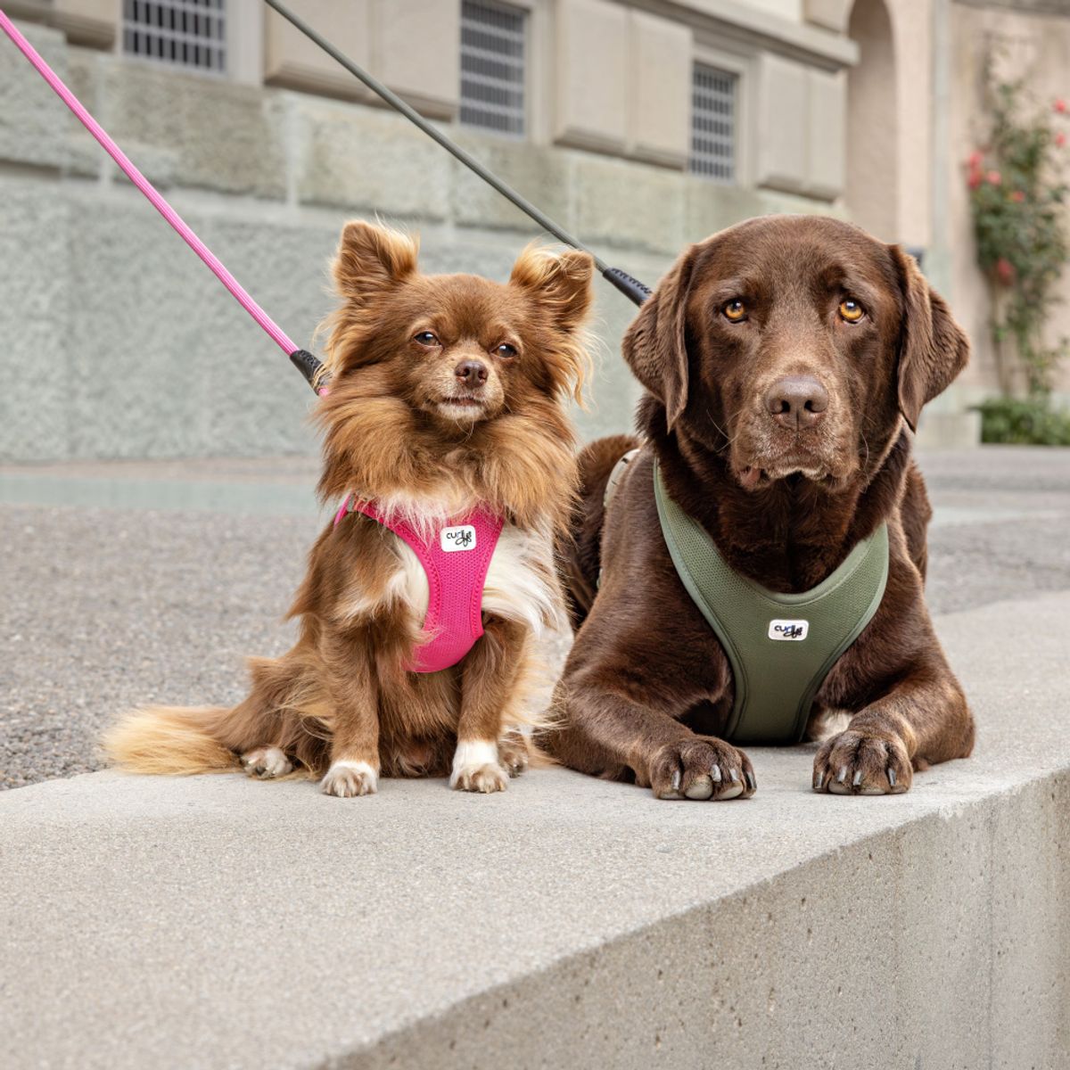 Curli Belka Air Mesh hundesele (11-48 kg) - Beige