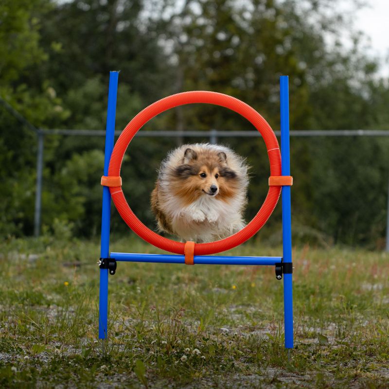 Agilitypakke - mellomstor/stor hund