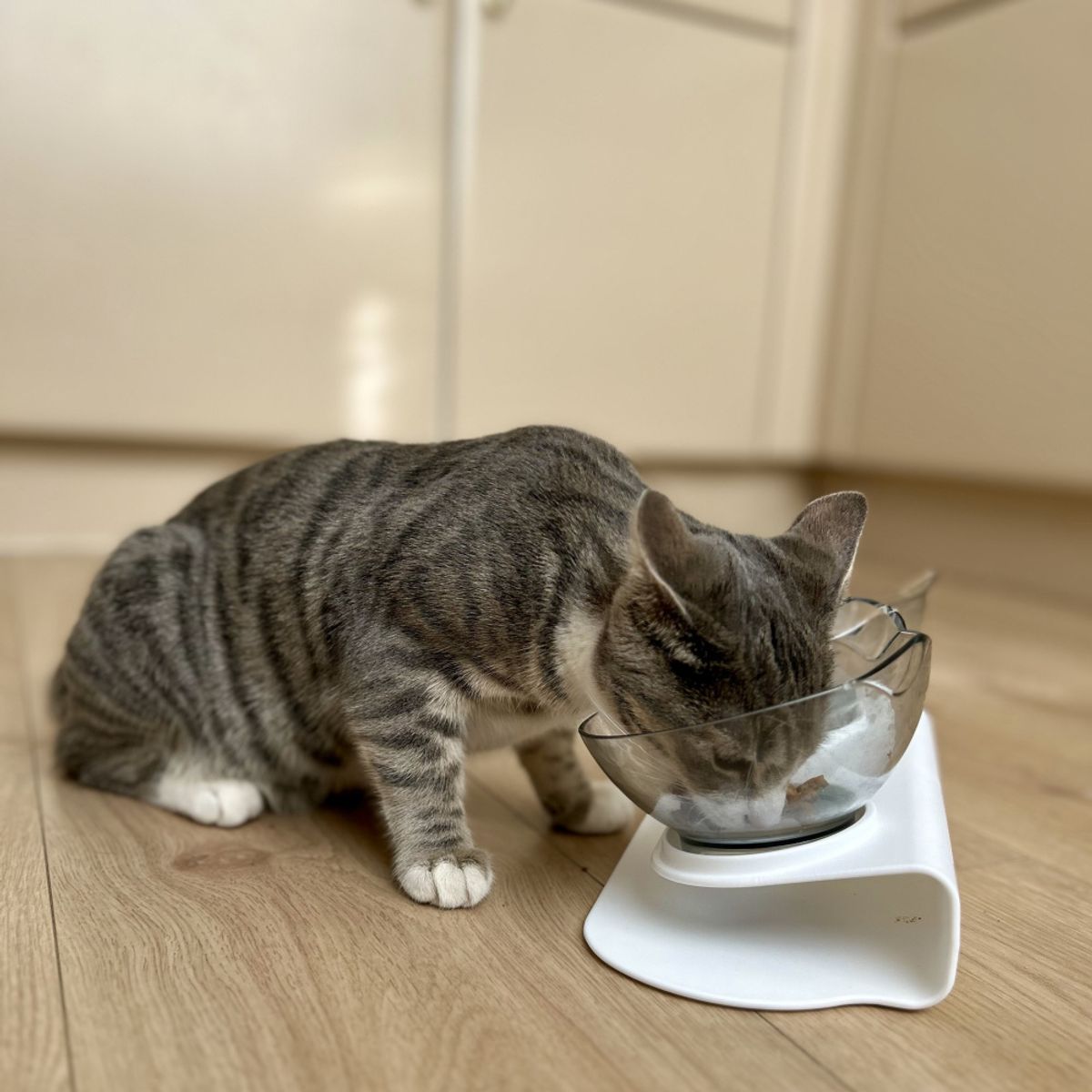 Dobbel designskål til katt