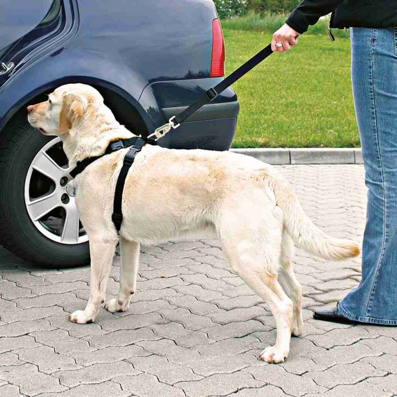 Bilsele og bilbelte til hund i bil