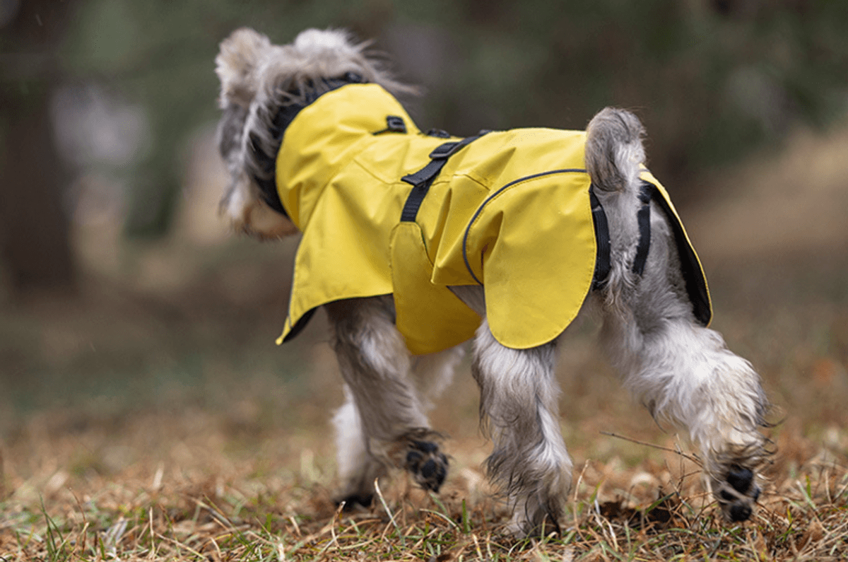 Gult hundedekken - vann og vindtett