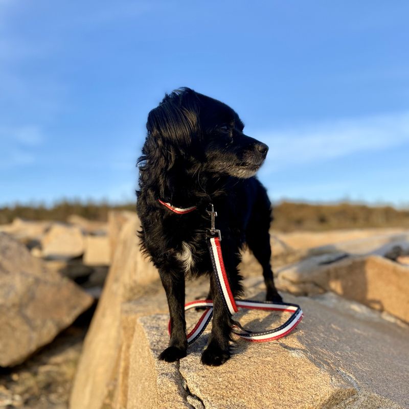 Hundehalsbånd med lenke i norske farger