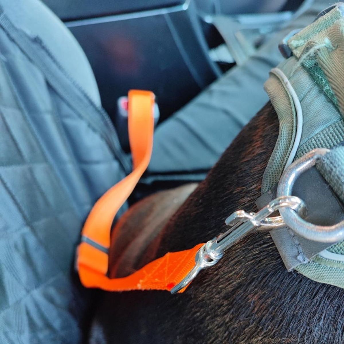 Oransj bilsele til hund - justerbar opptil 72cm