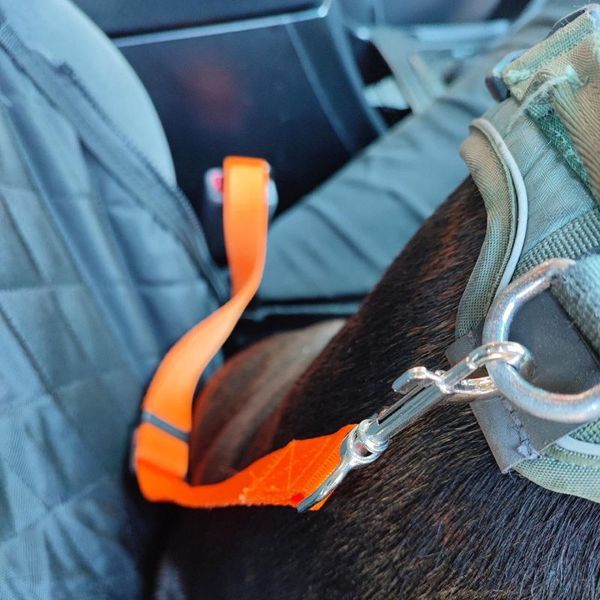 Hovedbilde Oransj bilsele til hund - justerbar opptil 72cm