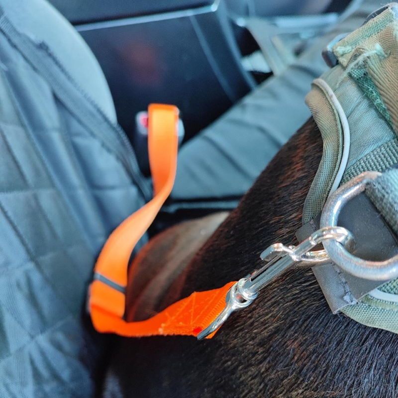 Oransj bilsele til hund - justerbar opptil 72cm