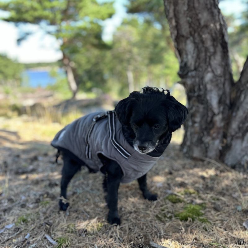 Grått hundedekken-integrert sele