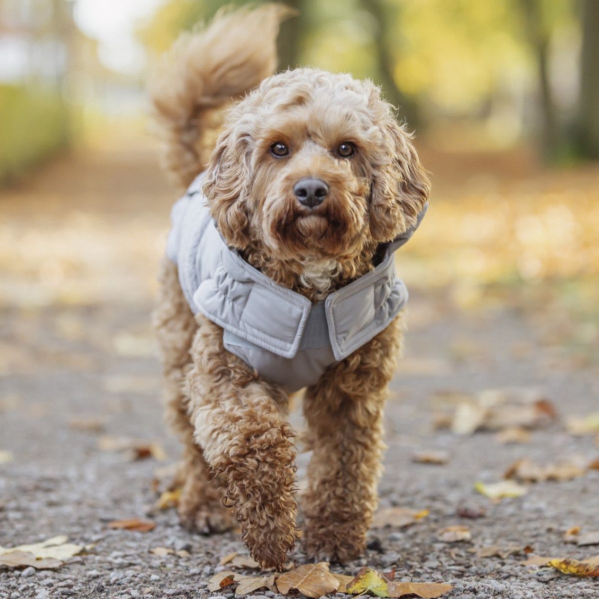 Beige teddy vinterdekken til hund