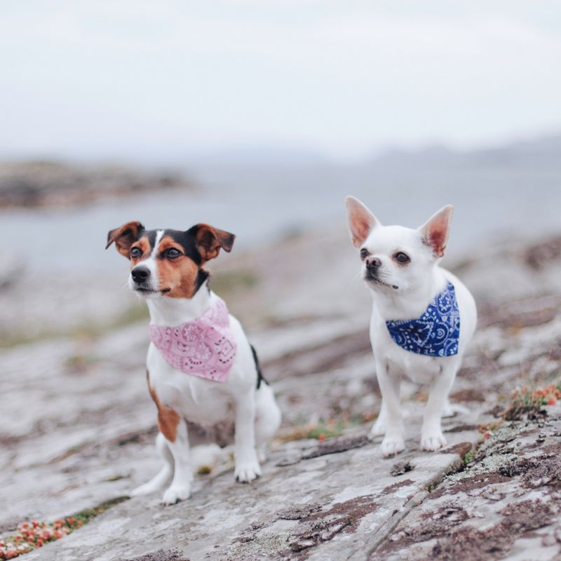 Sort fleksibelt halsbånd med mønstret bandana
