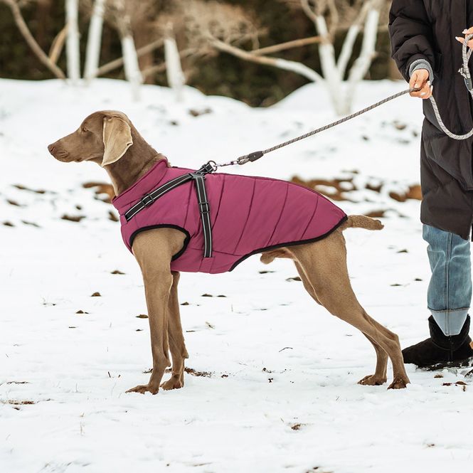Hovedbilde Vinrødt hundedekken-integrert sele