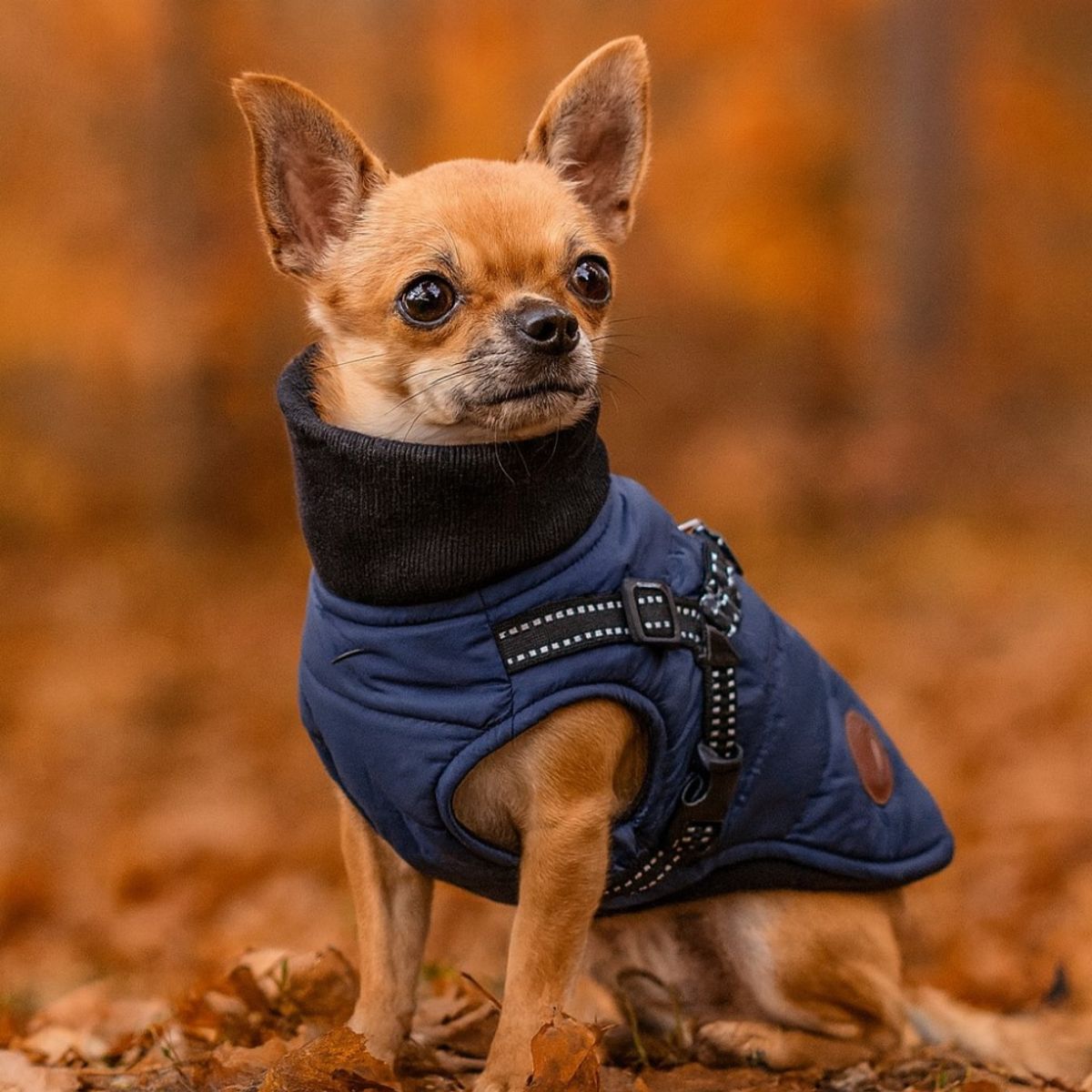 Blått hundedekken-integrert sele