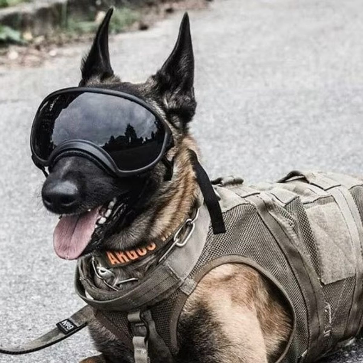 Beskyttende hundebriller 