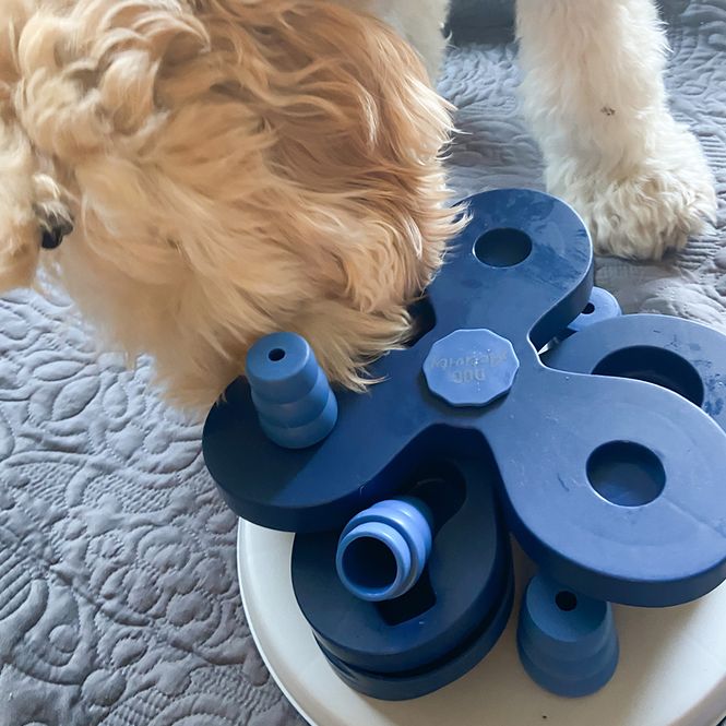 Hovedbilde Flower Tower Level 3 - aktiviseringsleke til hund