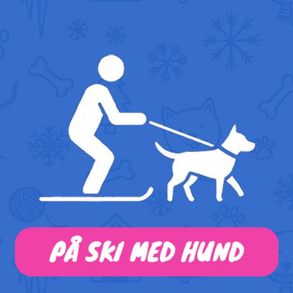 10kr hund