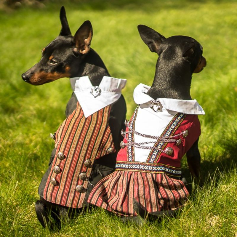 Bunad til hund - Tispe