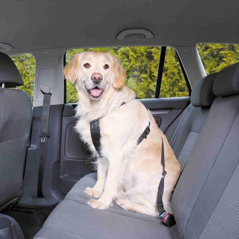 Bilsele og bilbelte til hund i bil
