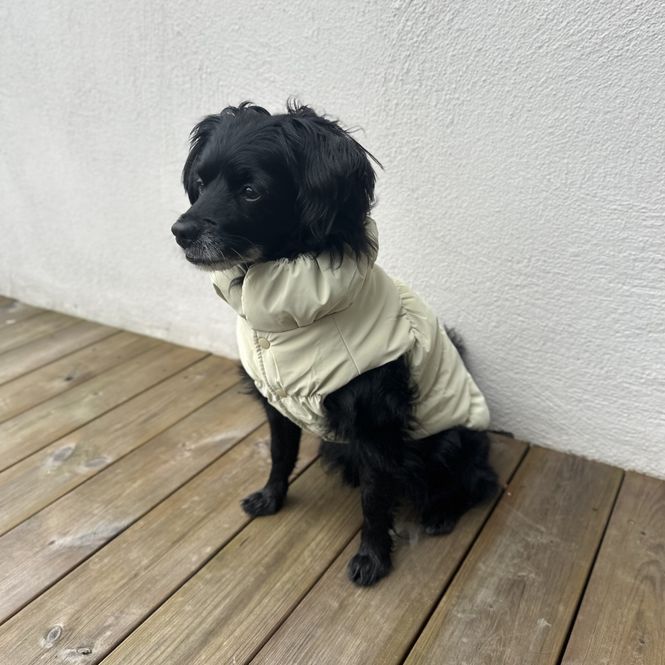 Hovedbilde Beige boblejakke til hund