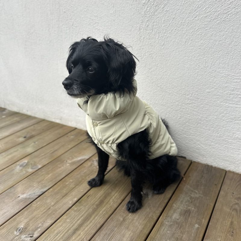 Beige boblejakke til hund